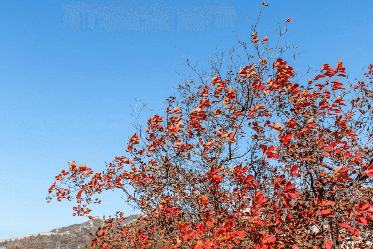 图片3 (17) (1).png