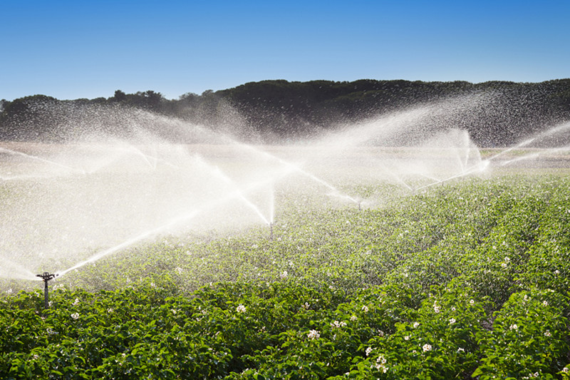 800VCG.jpg 800VCG.jpg