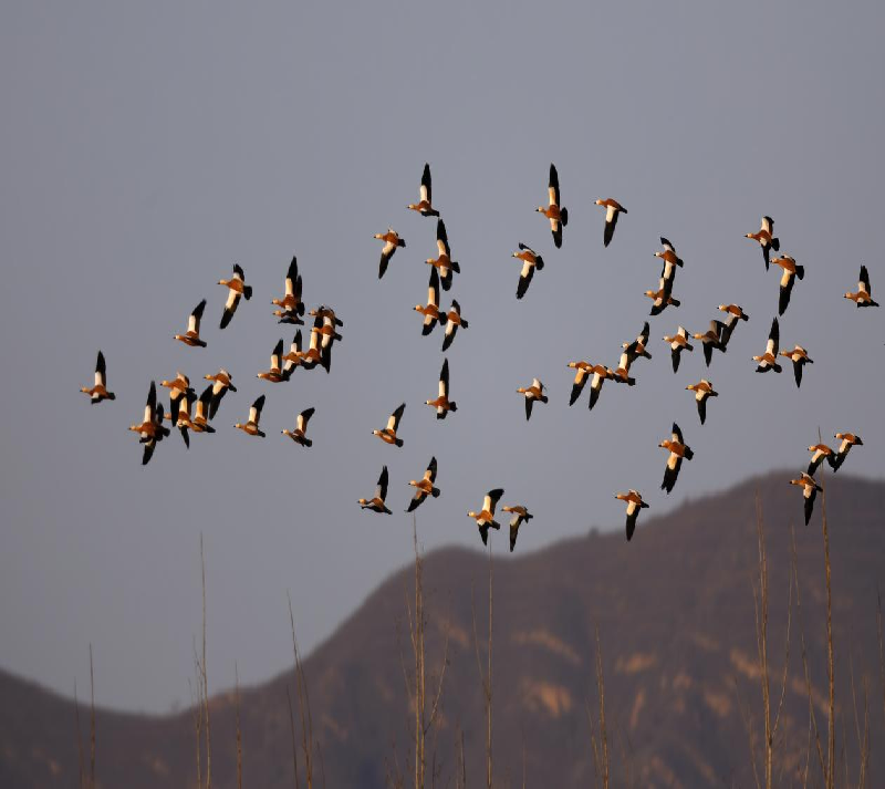 赤麻鸭飞到水库周边玉米地休息 摄影 李爱宏.png