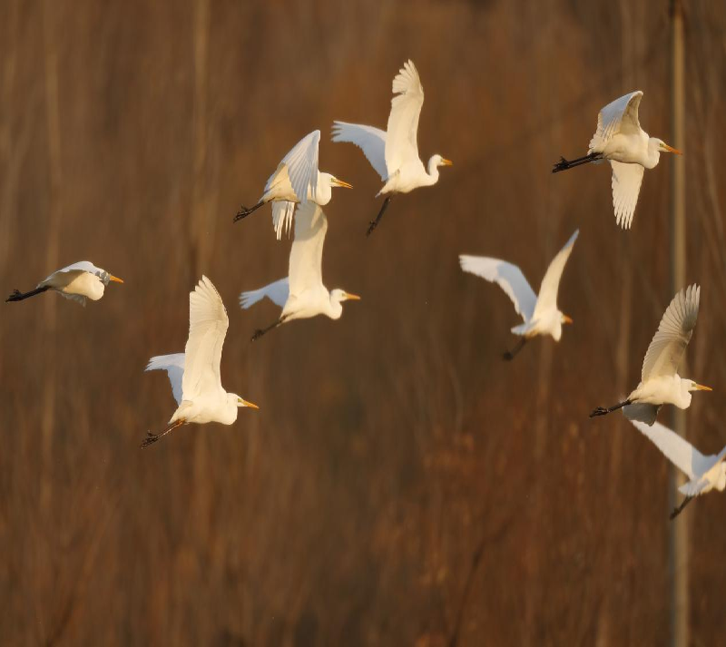 白鹭飞往水库上游湿地 摄影 李爱宏.png