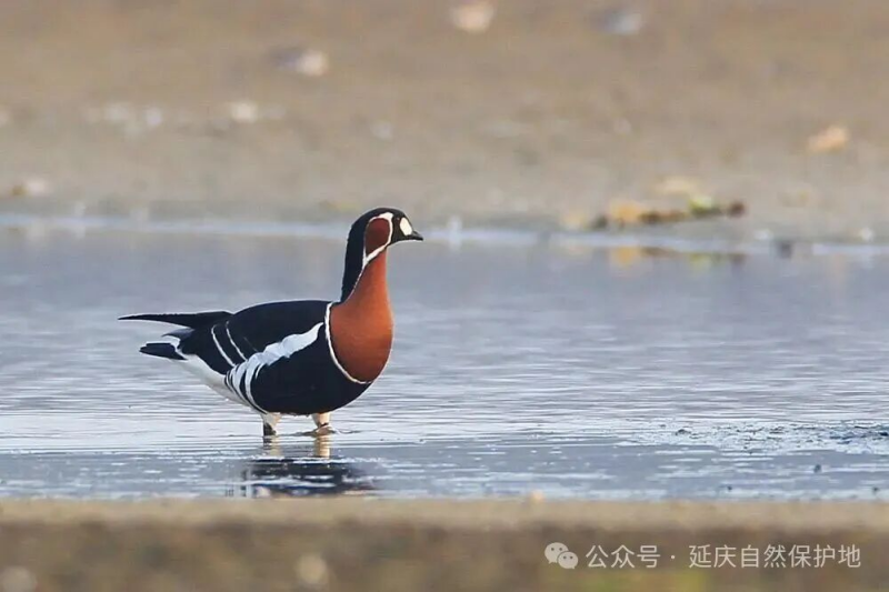 内容图.png 内容图.png