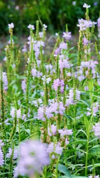 图片 4.png 图片 4.png