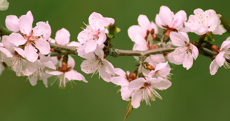 6山桃花 妙峰山 VCG 原图.jpg